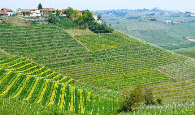 Langhe