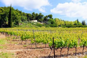 Marrenon - Berliner Weinpilot / Foto: Batin Mumcu