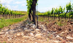 Marrenon - Berliner Weinpilot / Foto: Batin Mumcu