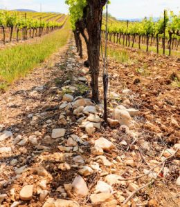 Marrenon - Berliner Weinpilot / Foto: Batin Mumcu