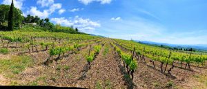 Marrenon - Berliner Weinpilot / Foto: Batin Mumcu