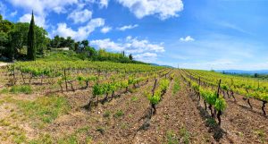 Marrenon - Berliner Weinpilot / Foto: Batin Mumcu