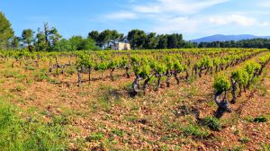 Marrenon - Berliner Weinpilot / Foto: Batin Mumcu