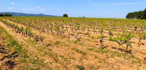 Marrenon - Berliner Weinpilot / Foto: Batin Mumcu