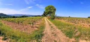 Marrenon - Berliner Weinpilot