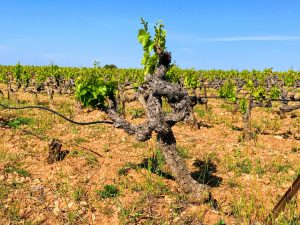 Marrenon - Berliner Weinpilot / Foto: Batin Mumcu
