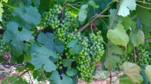 BW_Barel Vineyards_Blog