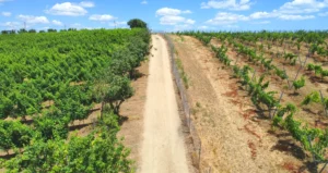 BW_Barel Vineyards_Blog