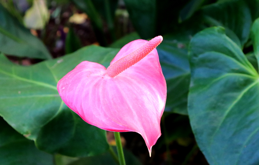 Madeira_Botanical Garden