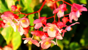 Madeira_Botanical Garden