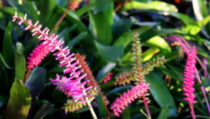 Madeira_Botanical Garden