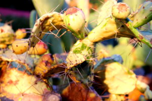 Madeira_Botanical Garden