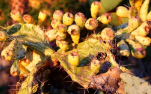 Madeira_Botanical Garden