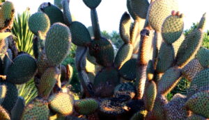 Madeira_Botanical Garden