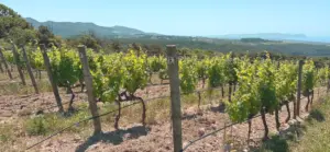 Bolgheri_Weinpilot Artikel