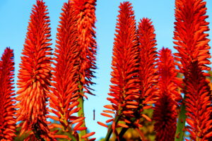 Madeira_Botanical Garden
