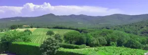 Bolgheri_Weinpilot Artikel
