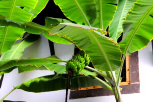 Madeira Top Lodges_BW_Blog