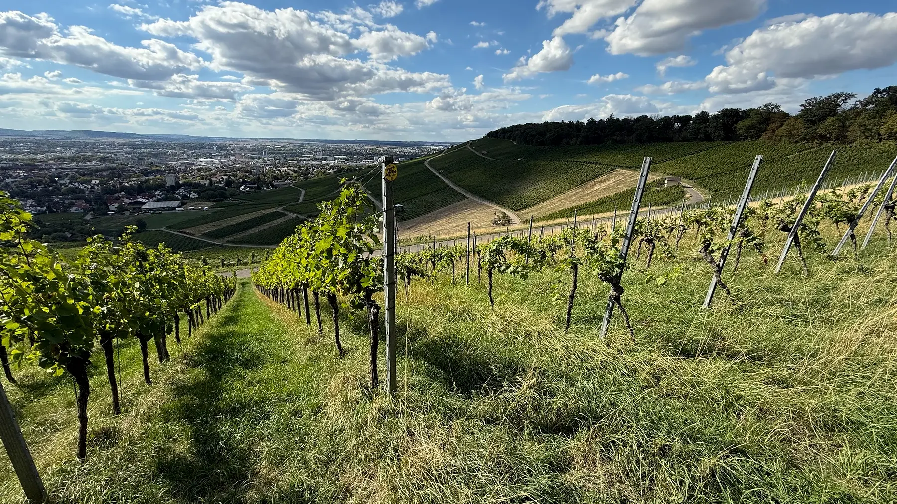 Weinberge und Aussicht bei der Wartberg-Wanderung in Heilbronn