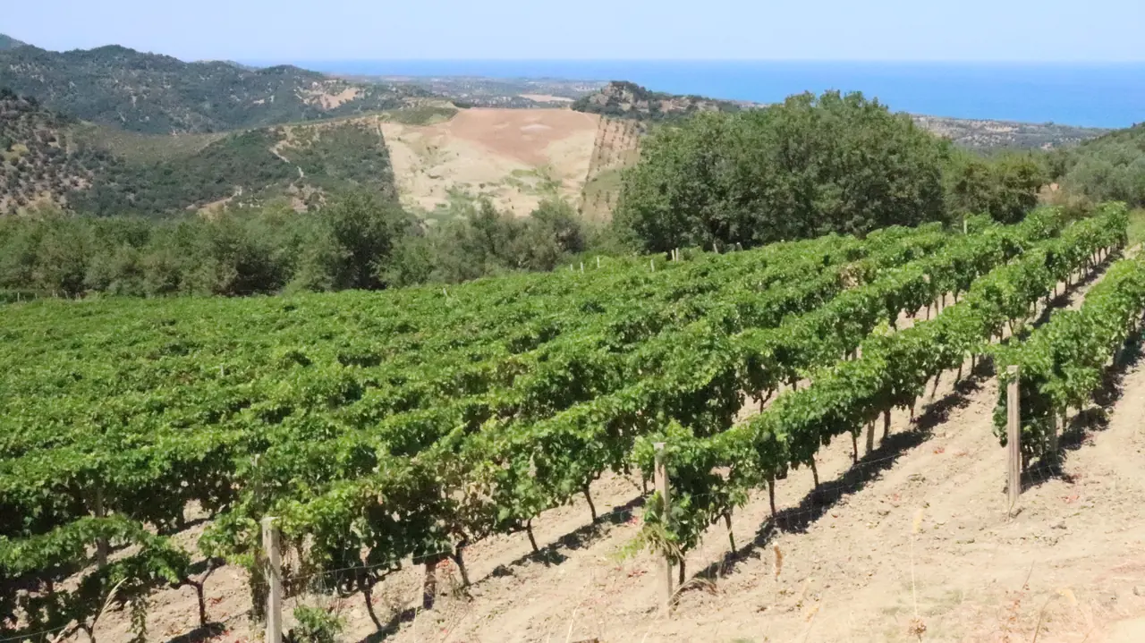 Weinberge in Kalabrien mit Blick auf das Ionische Meer
