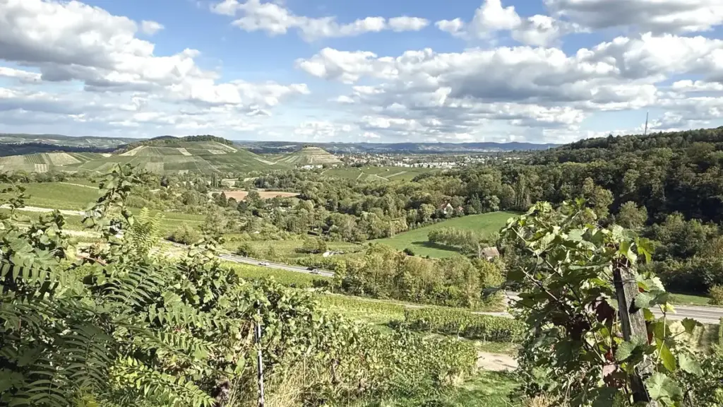 Weite Weinlandschaft am Wartberg bei Heilbronn unter blauem Himmel