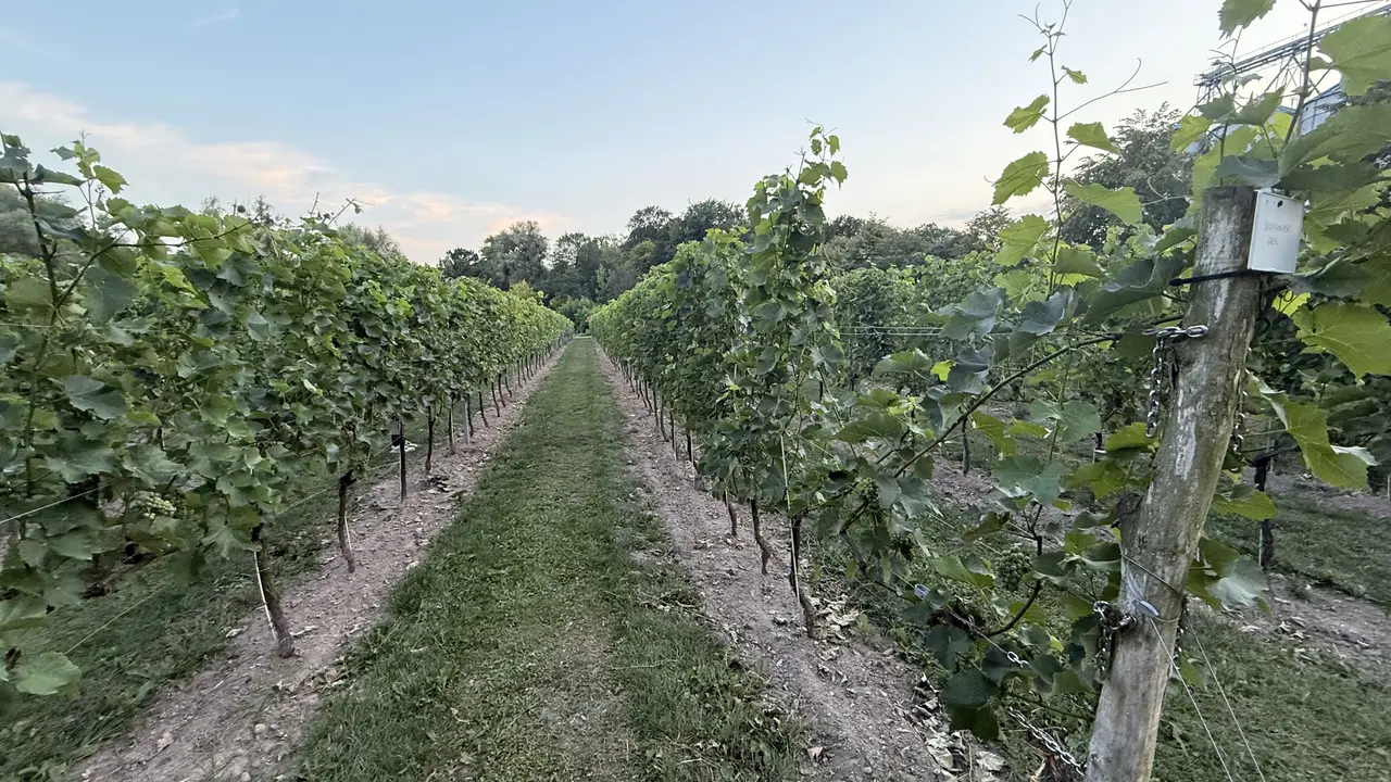 Rebzeilen der Winnica Dębowe Szepty bei Dolice in Westpommern